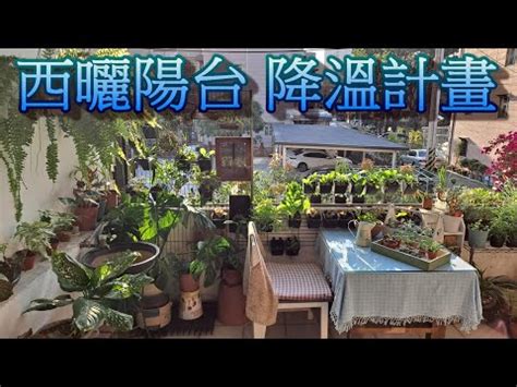 西曬陽台觀葉植物|西曬陽台適合種什麼？打造西曬陽台觀賞指南 